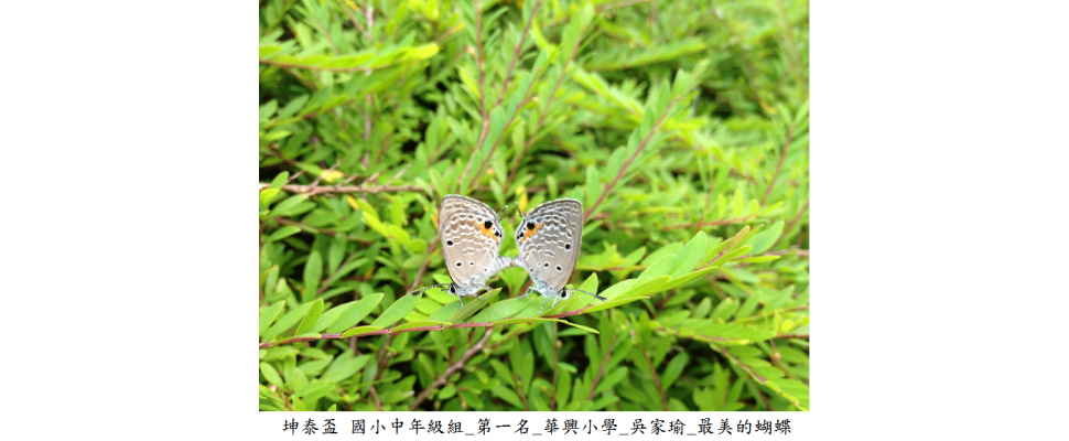 國小中年級組_第一名_華興小學_吳家瑜_最美的蝴蝶